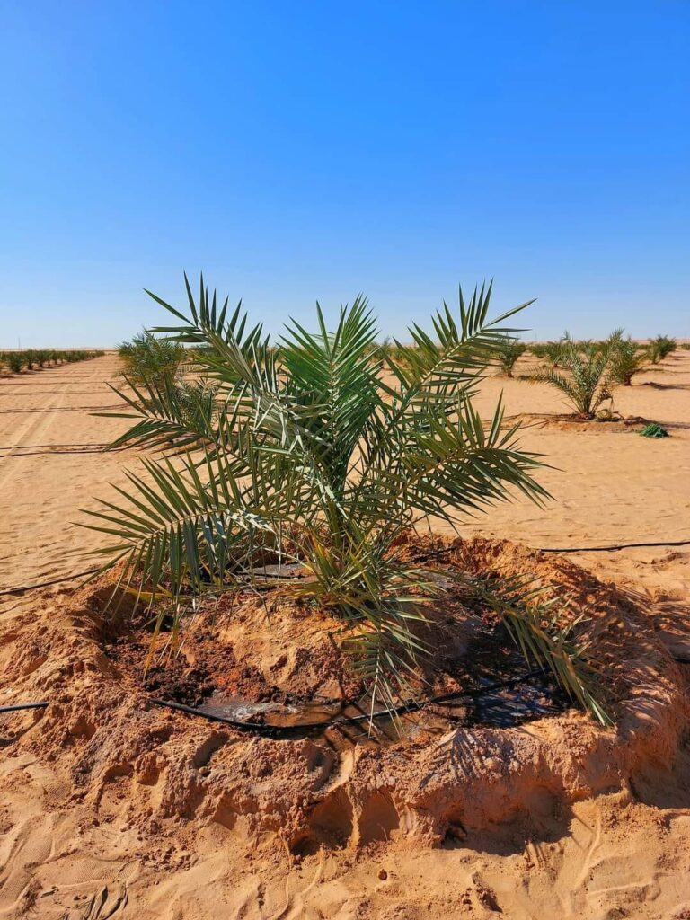 Palm tree, Morouj Siwa